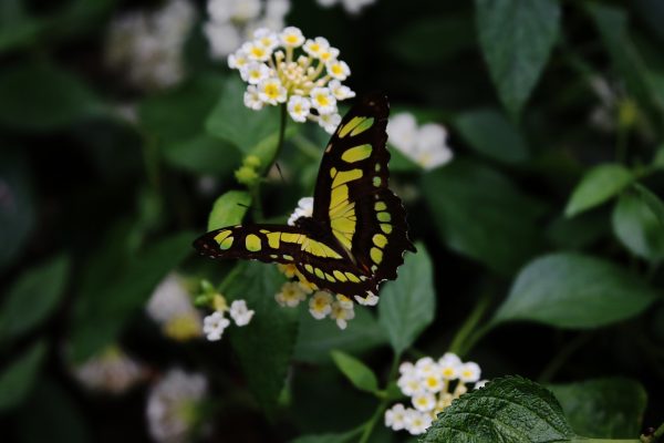 The Butterfly Place - 2