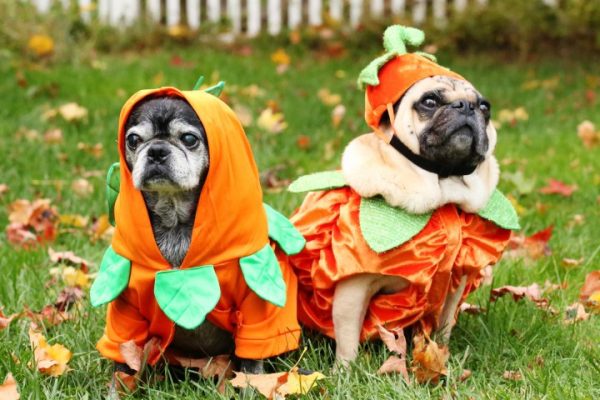 halloweenpets